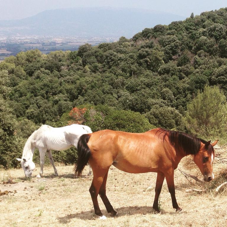 Poggio Dei Signorelli Hotel Torgiano Cameră foto