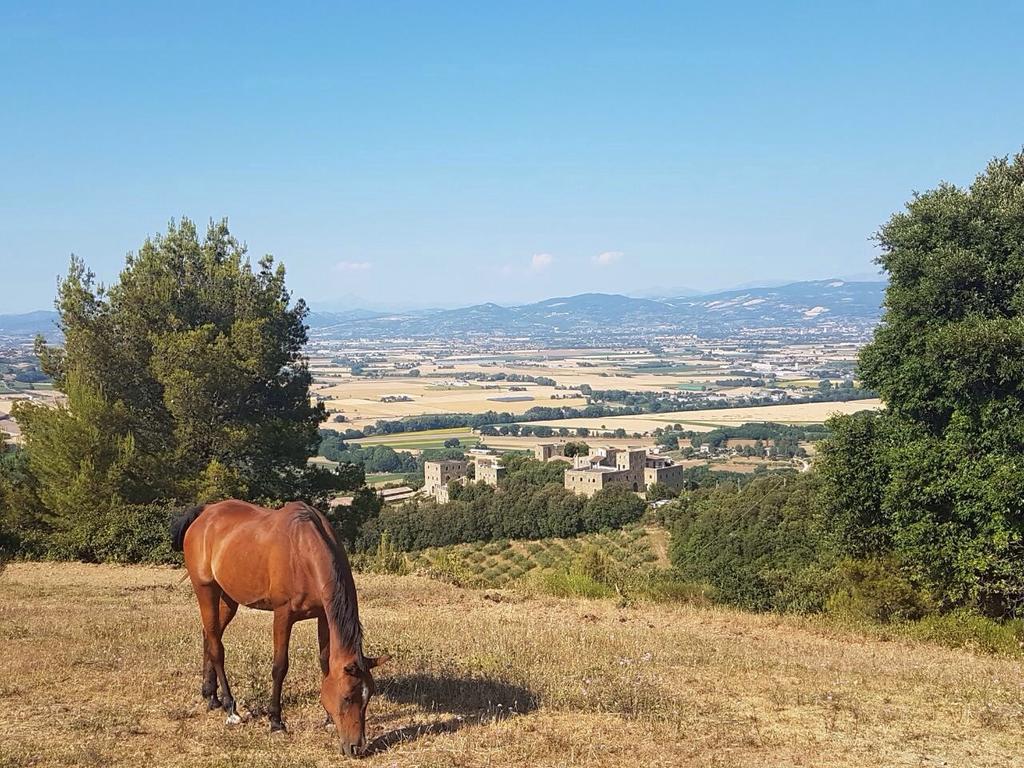 Poggio Dei Signorelli Hotel Torgiano Exterior foto